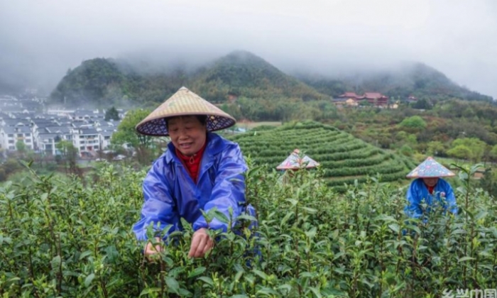 浙江金华：千年贡茶焕发新生 一片茶叶富一方百姓