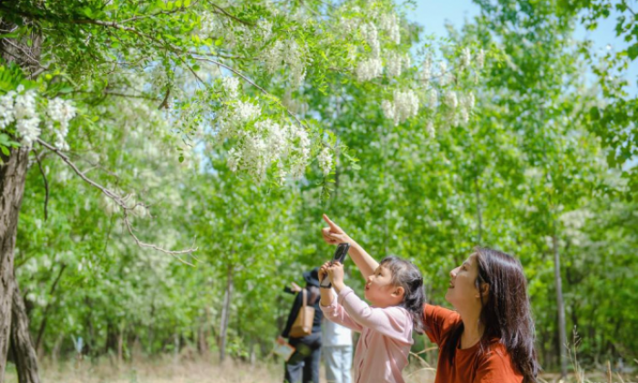 河北枣强：槐花飘香迎客来