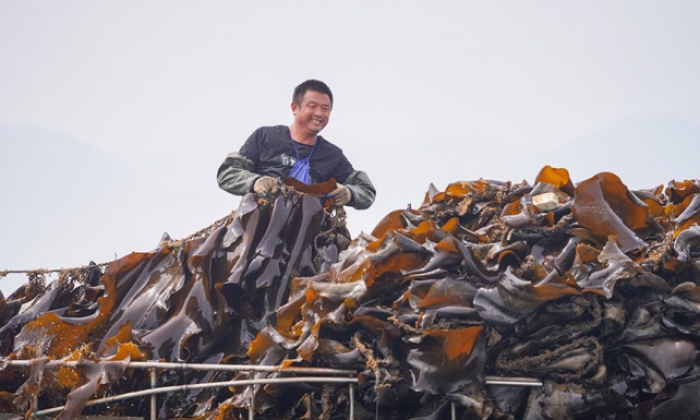 浙江宁波：采收海带忙