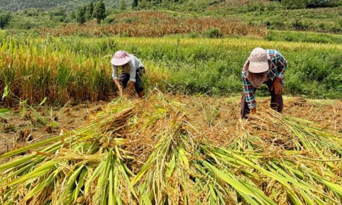 贵州开阳县：谷穗飘香迎丰收