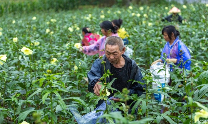 金花葵开出“致富花”