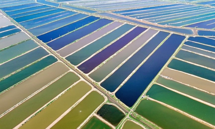 山东即墨：“海上田园”景如画