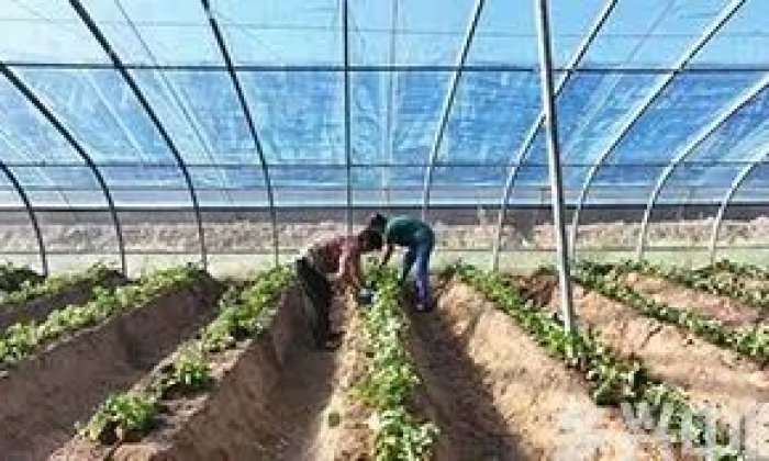 河北宁晋：秋高气爽 大棚草莓种植忙