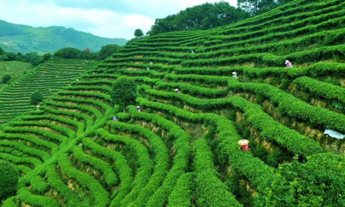 湖南通道：山间绿叶 产业画卷