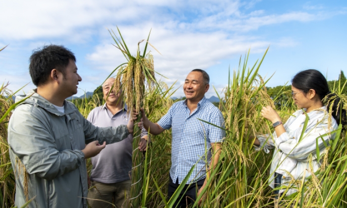 浙江兰溪：巨型稻成熟收割