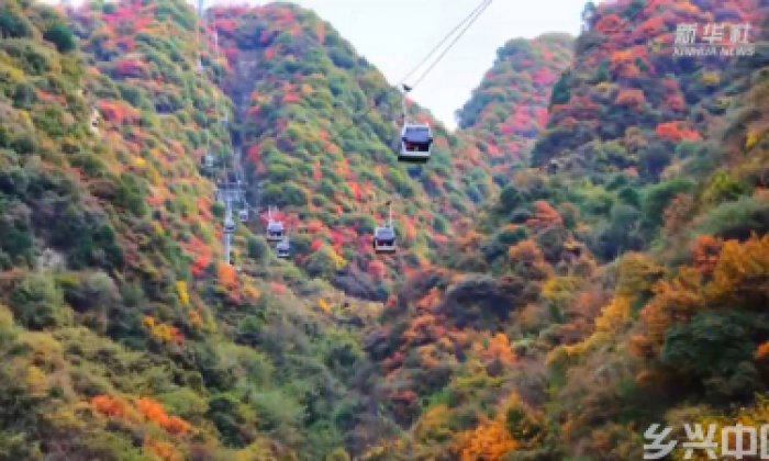 冬日华山 枫红松翠