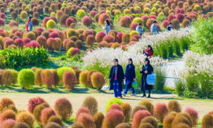 上海：五彩地肤草迎客来