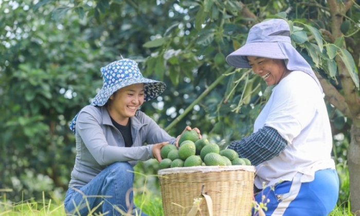超八成国产牛油果，产自云南这一边境县