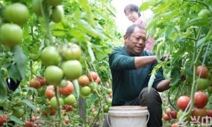 山东定陶：冬日大棚蔬菜生产忙