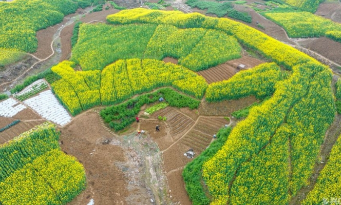惊蛰时节 田园劳作