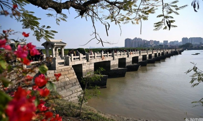 福建泉州：古桥红树共潮生