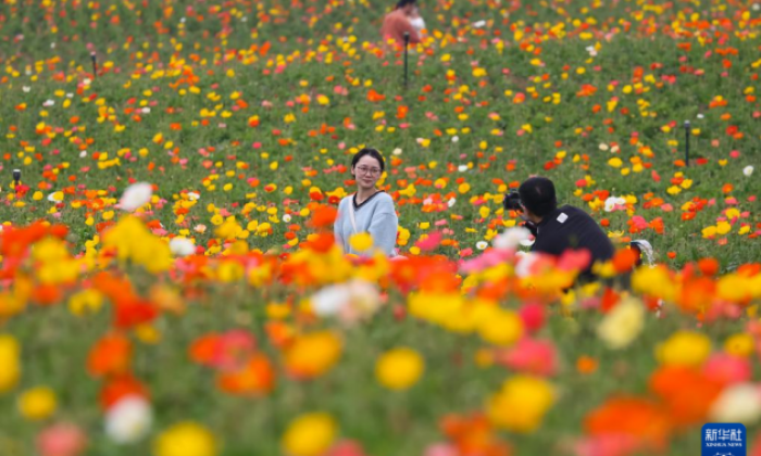 清明假期踏青赏花