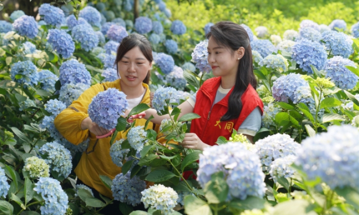 江苏金湖：打造花卉种植基地 促进产业融合发展