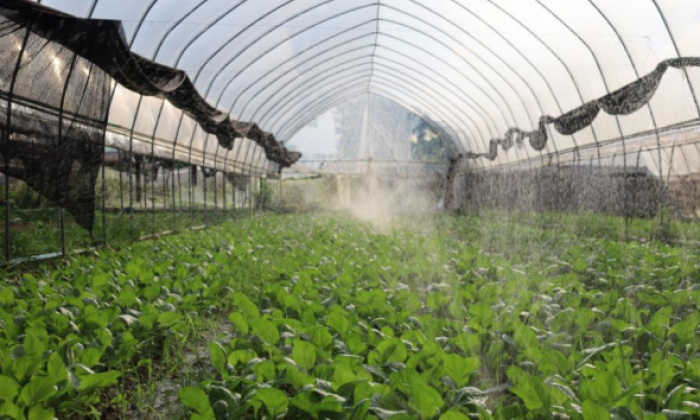 中国大棚种植技术让老挝金花村焕发新生