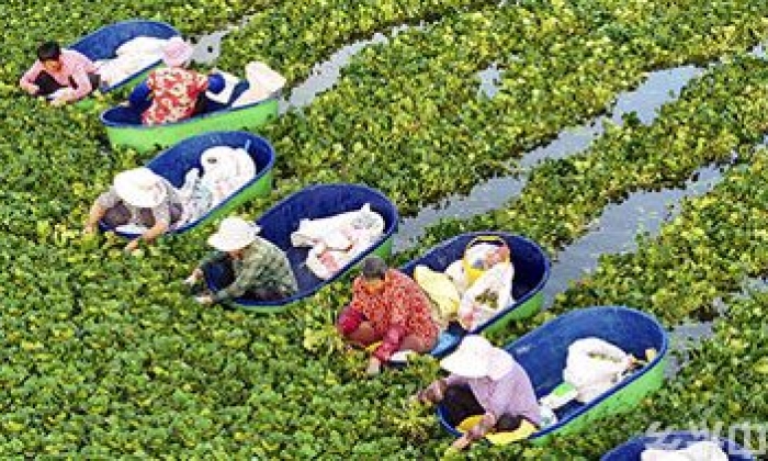 采摘菱角