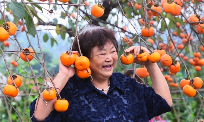 柿子红 引客来