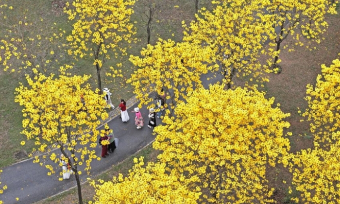 广西南宁：黄花风铃木盛放