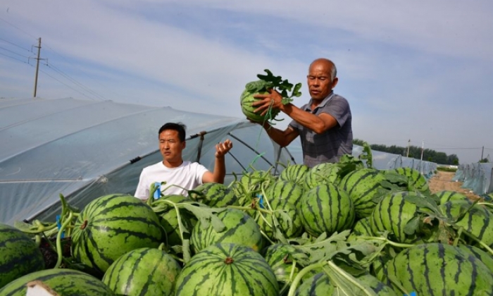 年产值超20亿元 河南夏邑西瓜激