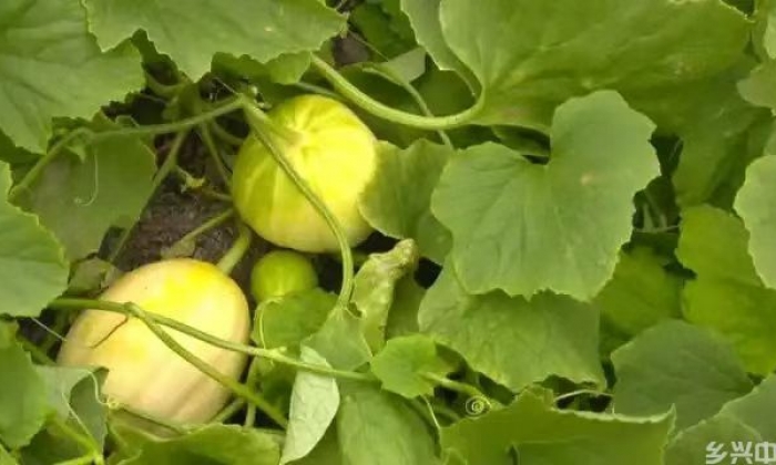 田间送技！黑龙江硬核赋能甜瓜